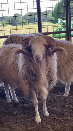 Pinion is a Navajo-Churro sheep🤘🏻 | Right Choice Shearing