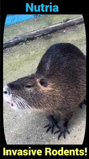 The nutria rodents cause destruction of habitats!