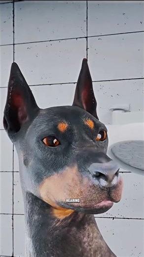 Why Are Dobermans’ Ears and Tails Cut Short? 🤔