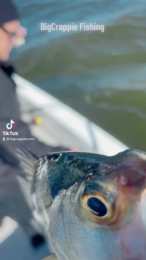 3.8K views · 47 reactions | BigCrappie.com &...