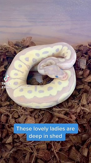 Shedding = Time to Raise The Humidity‼️ #ballpython #royalpython #reptile #reptiles #pythons #animals #animal #pet #pets #snake #snakes