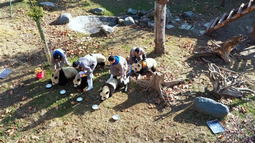 Today is International Panda Day. Although significant achievements have been made in giant panda conservation, efforts to protect them will continue. Let’s wish every panda cub a healthy and happy growth! #panda #adorable #CCRCGP #PandaLife #HiPanda For more panda information, please check out: https://en.ipanda.com | iPanda