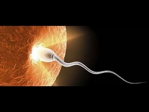 Fertilization Process | Sperm Movement towards Egg