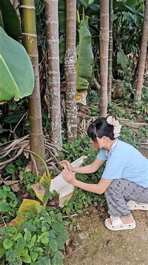 Bắt bươm bướm