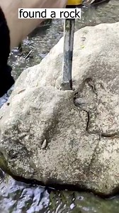 7.8M views · 97K reactions | Found fossils under the stream #fossils #rock #hunting #shorts | Shelly Yates | Facebook