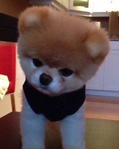 410K views · 35K reactions | Bringing back one of my fav Boo videos ... basically all of us watching election results. | Boo | Facebook