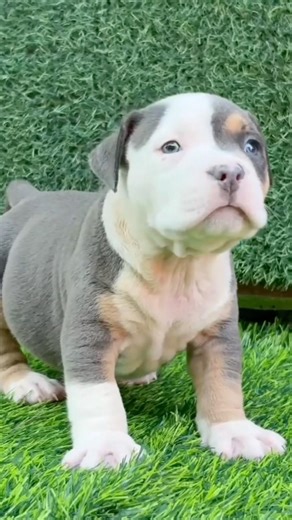 Pied Blue Tri Male 💎🔥 Perfect Structure, Pure Power! #bullylife #americanbully
