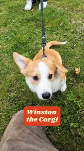 The sweetest puppy we've ever seen 🥺🐾 | My Best Friend