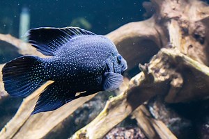Starry Night Cichlid: Care, Tank Mates, Breeding & Diet - Fish Laboratory