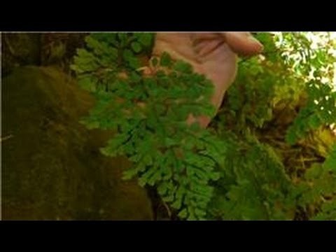 Growing & Caring for Foliage Plants : Southern Maidenhair Fern Care