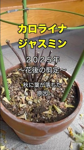 【カロライナジャスミンを強剪定した後の観察記録】花後に初めて強剪定しました。#カロライナジャスミン #剪定 #観察記録