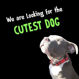 Register your dog for the cutest photo contest and win up to $1,000! ❤🇦🇺 👉🏼 pupvote.com | Pupvote