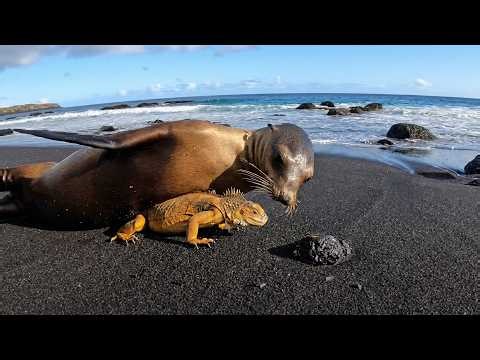 A Galápagos Sea Lion Went Deep Inland Just to Find One Land Iguana