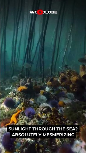Kelp Forest Underwater Scene Looks Absolutely Magical