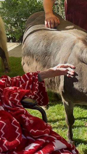 Helping Hands Healing Sanctuary 501c3 on Instagram: "The hands and hearts that touched our horses, the minds that tried to remember their youth…. felt full and fulfilled on the day we arrived at Friendsview memory care unit just a few miles from our Sanctuary. At Helping Hands Healing Sanctuary we strive to bring joy and happiness to those who are not mobile and are unable to visit the Sanctuary. Thank you, Austin Foundation for funding a grant for us to be able to visit Friendsview on three dif