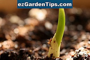 Cómo cultivar y cosechar la raíz de Yuca 🌱 Tips Jardineros - Es.ezGardenTips.com