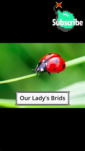 What The Lady Bug Pokémon is Based On ~ #pokemon #pokemonfact #pokemonfact #ladybug #gameboy