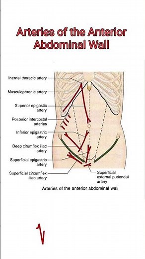 Arteries of the Anterior Abdominal Wall #anatomy #neetpg2026 #biology #education