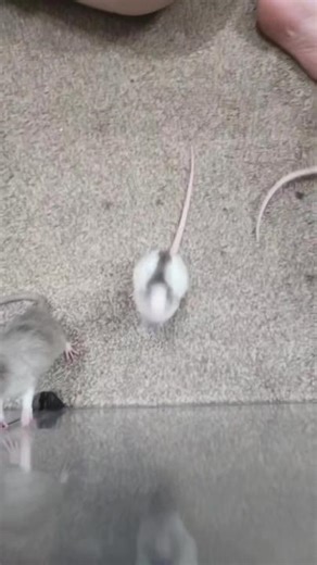 Adorable Pet Rat TikTok Compilation