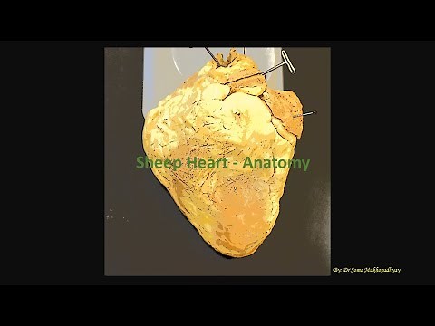 Sheep Heart Anatomy - External and Internal views. Demonstration by Soma Mukhopadhyay