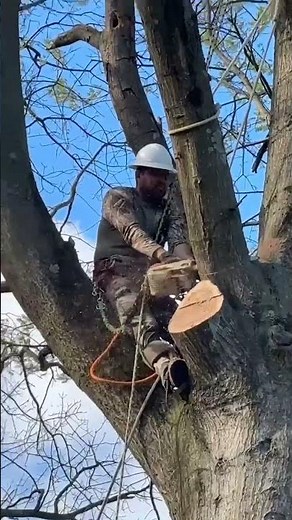 Expert Tree Removal Done Right