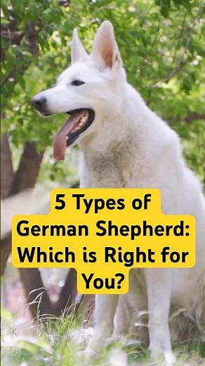 5 Different Types Of German Shepherds - Which Is Right For You? #germanshepherd #gsd