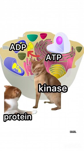 ✨Biology Memes! on Instagram: "Read caption👇👇👇 Protein kinases are enzymes that phosphorylate other proteins, meaning they add phosphate groups to them. This process acts like a molecular switch, changing the protein’s function active or inactive. Additionally, this phosphorylation can release energy, as observed in the conversion of ATP to ADP. In some cancers, mutations in kinases can lead to abnormal phosphorylation, either through auto (self) phosphorylation and activation or excessive ph