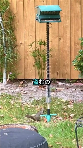 How to Keep Squirrels Away in America