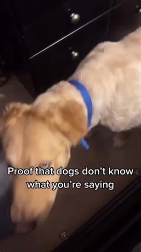 Same Name, Different Tone: Dog Reactions