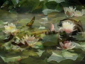 A Water Lily by Jia Peng Fang