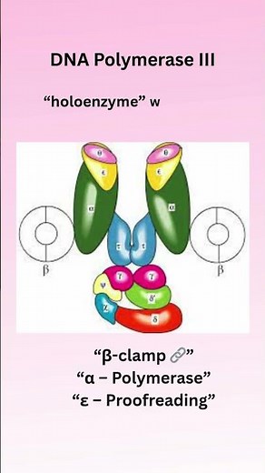 🔬 Types of DNA Polymerases Explained in 60 Seconds! 🧬