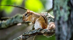 The chipmunks on Beaver Island are pretty brazen compared with those on Michigan’s mainland. Meet first-year graduate student Shannon McWaters and learn how she’s exploring what makes Beaver Island’s chipmunks act so chill: http://cmich.ly/cmuchipmunks | Central Michigan University