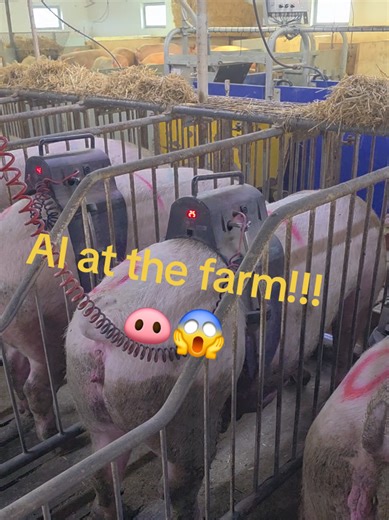 Innovative Technologies for Automatic Sow Stimulation
