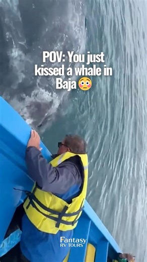 Touch a whale in baja? How about kissing one? | Head to Baja, Mexico with Fantasy RV Tours