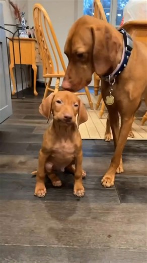 117K views · 1.3K reactions | Haha very Funny Vizsla dog  | I Love My Vizsla | Facebook