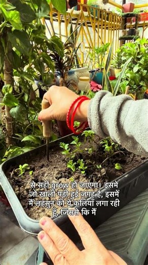 ab khushboo bhi double fayda bhi double , pudina bhi safe , lahsun bhi grow # desi grden # organic