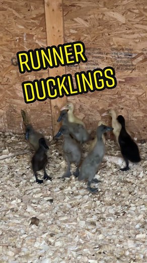 The Mystery of the Runner Ducklings