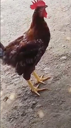 Real Hen Sounds | Chicken Clucking and Cackling | Farm Animal Sounds2. Hen Sound Effects for