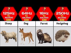 Animal Hearing Range | What Is The Hearing Range of Animals