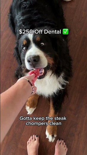 Mack's Wellness Plan Checklist