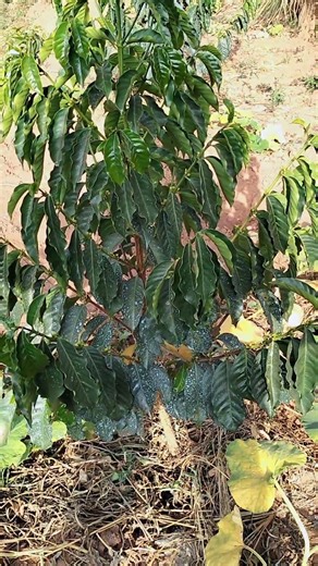 which is the best coffee variety (Robusta or Arabica)