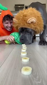 Grab the banana 🐶 #catvsdog #funnydogvideo #canecorso #chihuahua #eatingchallenge #foodrace