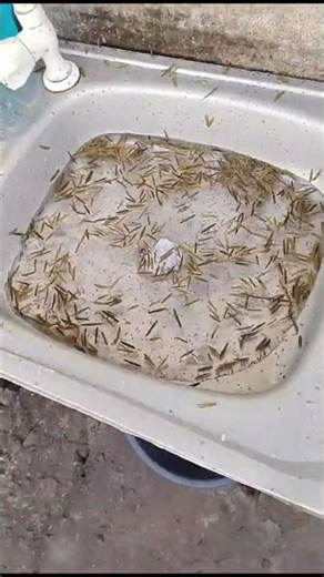 Shall we explode 500 seeds? 😱😱😱 #shorts #seeds #experiment #entertainment