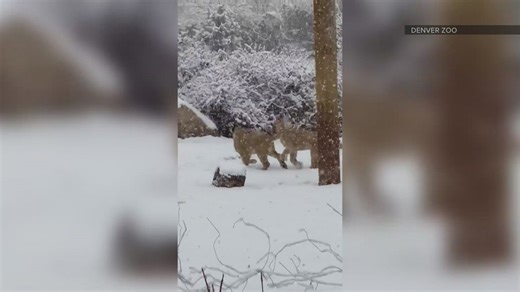 Denver Zoo animals enjoy fresh snow