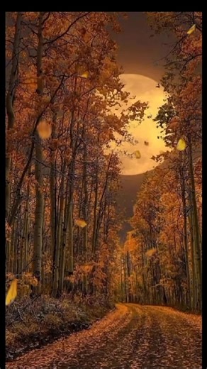 Autumn Forest Serenity: A Tranquil Path