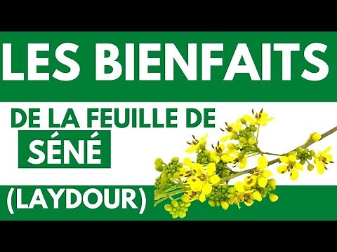 The benefits of senna leaf (LAYDOUR)