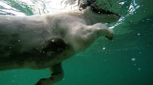 Animal, Dog, Pet, Play, Home