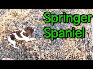Pheasant Hunting with our Bird Dog (Springer Spaniel)