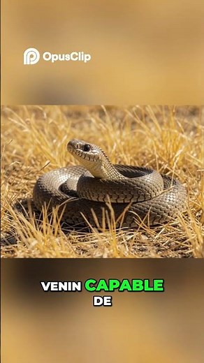 The World's Most Dangerous Snakes Revealed! #snake #animals #nature #animals