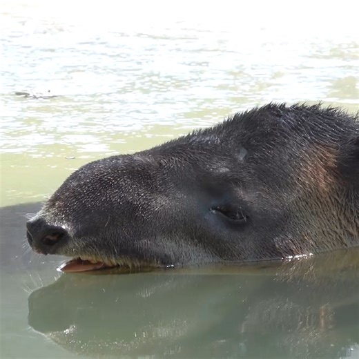 19K views · 789 reactions | Central American tapirs are the largest indigenous mammal in Central America and are well known for their elongated, flexible upper lip that is extended into a proboscis, resembling a shorter version of an elephant’s trunk. | Milwaukee County Zoo | Facebook